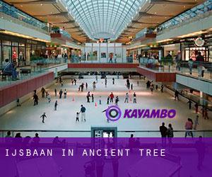 Ijsbaan in Ancient Tree